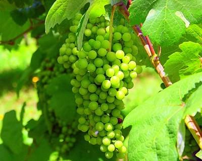 Redução de apoios para novas vinhas após 2018 preocupa região dos vinhos verdes
