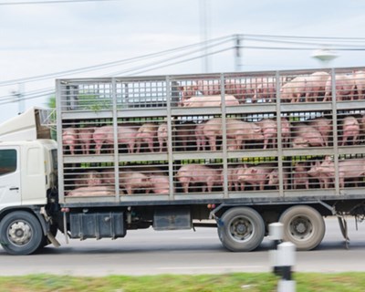Reduzir a propagação da resistência antimicrobiana durante o transporte de animais: EFSA descreve medidas de mitigação