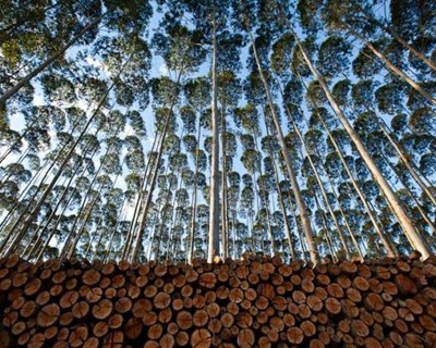 Reforma florestal prevê proibição de novas plantações de eucaliptos