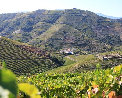 Região Demarcada do Douro vende 75 milhões de litros de vinho em 2017