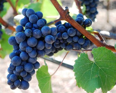 Região vitivinícola de Trás-os-Montes comercializa €5 milhões em vinho
