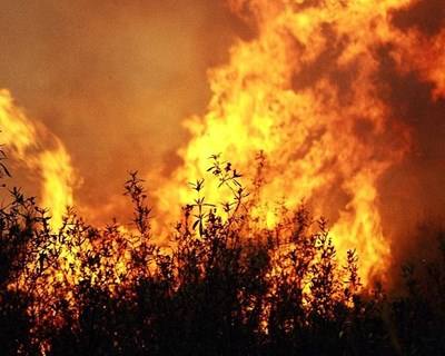 REN e Cooperativa Portuguesa de Medronho parceiros na prevenção de fogos florestais