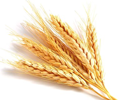 Revelado o jogo entre o trigo e as ferrugens que o destroem