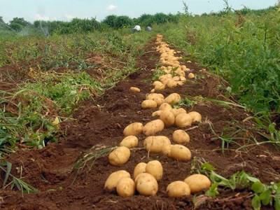 Rio Maior debate produção e segurança alimentar agrícolas