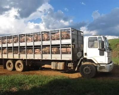 Ronfe acolhe curso de “proteção dos animais em transporte”