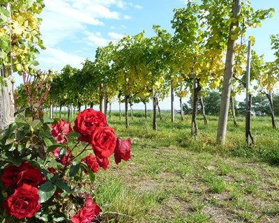 Roseiras nas vinhas