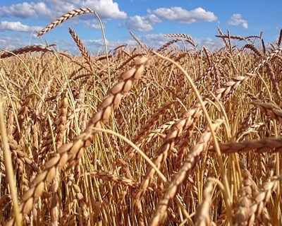 Rússia, o maior exportador mundial de trigo, suspende exportação de cereais até 1 de julho