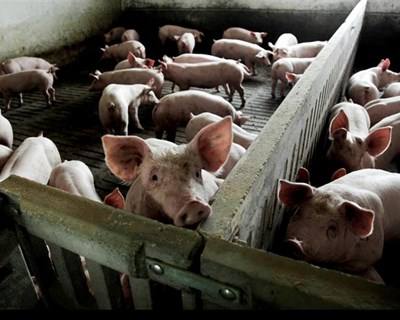 Rotulagem obrigatória de carne aprovada em Conselhos de Ministros