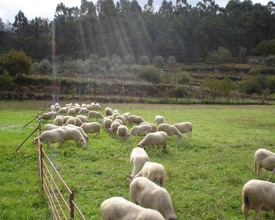 Ruralbit angaria fundos para ajudar pastores da Serra da Estrela
