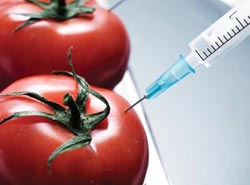 Rússia irá proibir OGM nos produtos alimentares