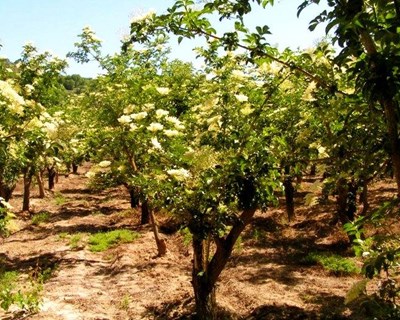 Sambucus Valor: grupo operacional apresentado em Tarouca