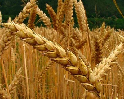 Santarém debate a importância da produção nacional de cereais
