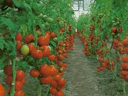 Santarém vai albergar centro de competências para o tomate