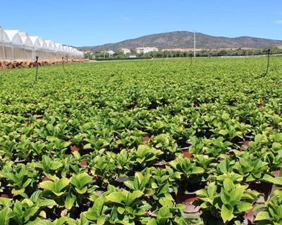 Schroll Flowers protege hortênsias do escaldão com HumigelPlus A
