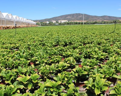 Schroll Flowers protege hortênsias do escaldão com HumigelPlus A