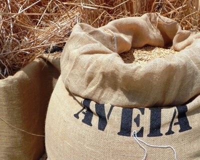 Seca afeta cereais em maio mas cereja está com boa campanha