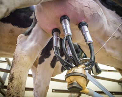 "Seca e baixa do preço ameaçam produção de leite", afirma APROLEP