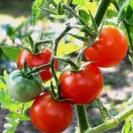Sector do tomate em risco de perder mais de 80% dos apoios