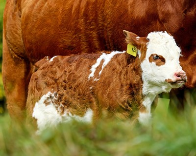 Sector europeu de bovinos de carne reúne-se para promover a sustentabilidade
