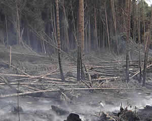 Seis concelhos afectados recebem apoios de quase 1.000.000€ por incêndios no verão do ano passado