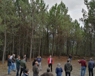 Semana de Campo dedicada aos desbastes em pinheiro-bravo percorreu o país