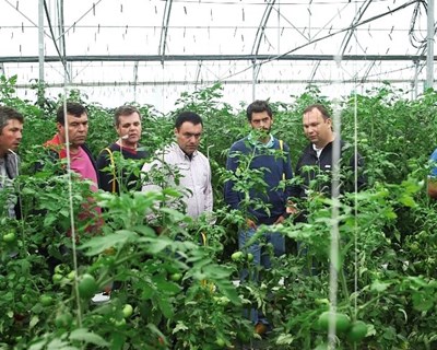 Semillas Fitó apresenta novas variedades de tomate em Dia de Campo
