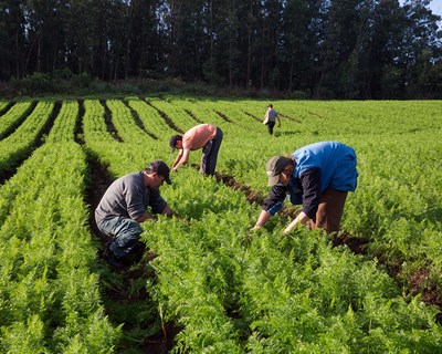 Seminário “Agricultura familiar, agricultura biológica e desenvolvimento rural”