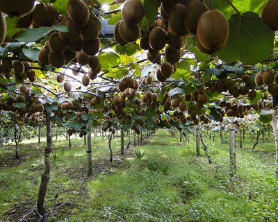 Seminário final do projeto GesPsaKiwi - Ferramenta operacional para a gestão sustentável do cancro bacteriano (Psa) da Actinídea