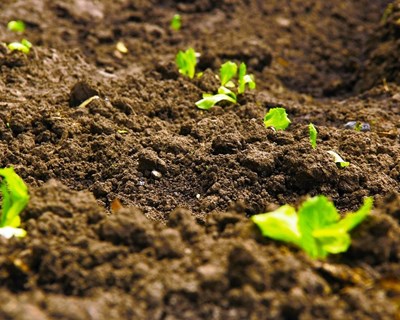 APOSOLO dinamiza webinar sobre o uso de fertilizantes orgânicos