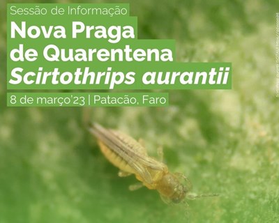 Sessão de Informação sobre a Nova Praga de Quarentena Scirtothrips aurantii