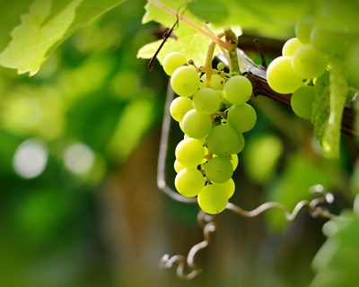 SFCOLAB participa em estudo para a avaliação do potencial de novo produto para controlo de doenças do lenho da vinha