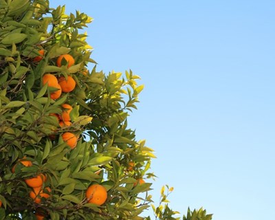 Silves cria Rota da Laranja com circuitos e experiências ligadas aos citrinos