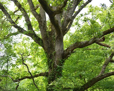 Seminário sobre proteção integrada de floresta de carvalho acontece em Oeiras