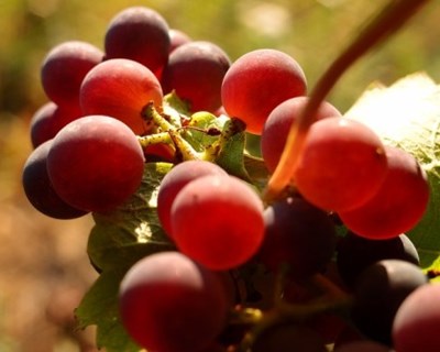 Sistemas de produção vitivinícola alternativos à convencional em debate