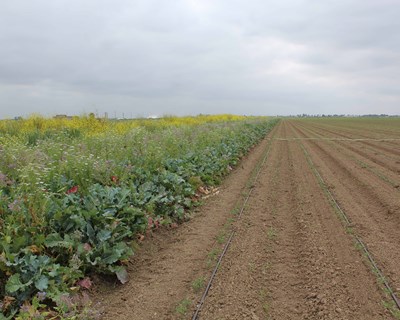 Sogepoc e Syngenta unidas na preservação da Biodiversidade