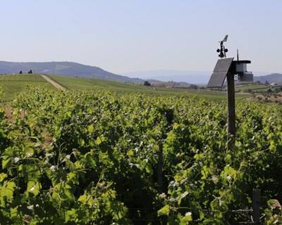 Startup do Porto cria ferramenta que aumenta produtividade agrícola