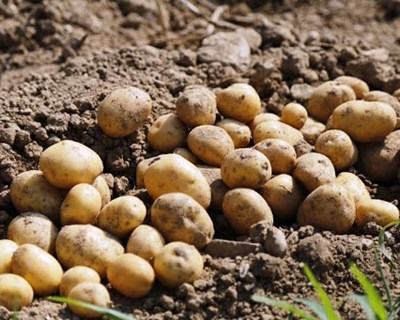 STET apresenta novas variedades de batata