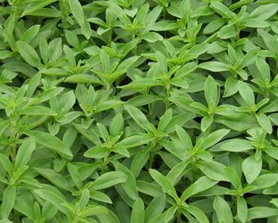 Stevia Rebaudiana: uma Doce Oportunidade para a Agricultura