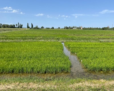 Sustainable EU Rice, Don’t Think Twice: valorizar o que é europeu