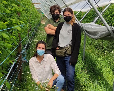 The Summer Berry Company Portugal adere ao programa Operation Pollinator da Syngenta