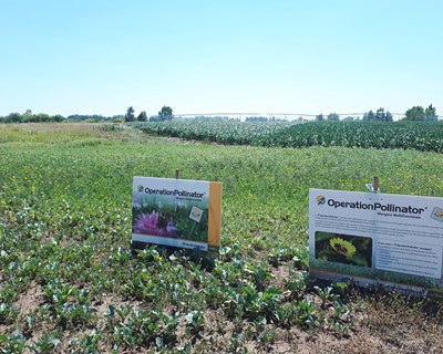 Syngenta apresenta soluções inovadoras e sustentáveis na Agroglobal