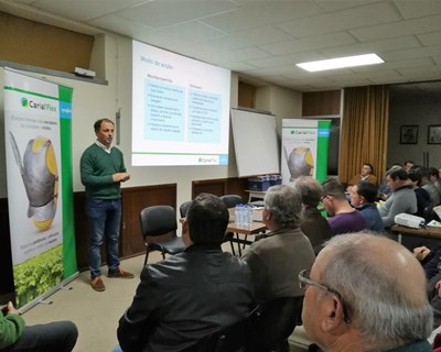 Syngenta apresenta soluções para proteção da cultura da batata