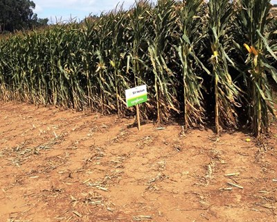 Syngenta apresenta tecnologia que rentabiliza a produção de milho