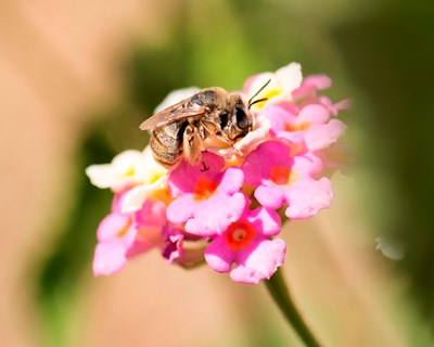 Syngenta celebra 10 anos de Operation Pollinator na FNA