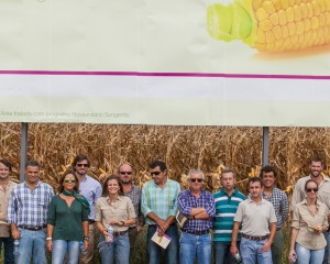 Syngenta em Campo 2013: Uma referência incontestável no milho