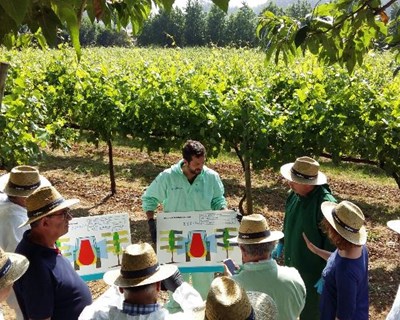 Syngenta renova protocolo de parceria com a Comissão de Viticultura da Região dos Vinhos Verdes