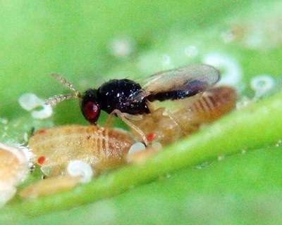 Tamarixia dryi reduz as populações de Trioza erytreae nas Ilhas Canárias