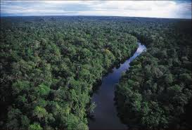 Terra perdeu 5.3 milhões de hectares de floresta por ano desde 1990