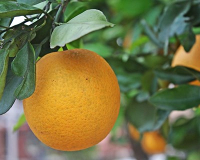 Tendências atuais da fruticultura portuguesa