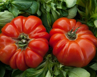 Tomate coração de boi em destaque no Douro